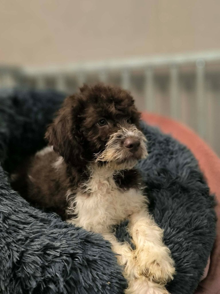 De très beaux chiots lagotto recherchent des propriétaires !, Maladie de Carré (chiens), Autres races, Plusieurs, Belgique