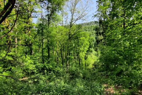 Foret à louer