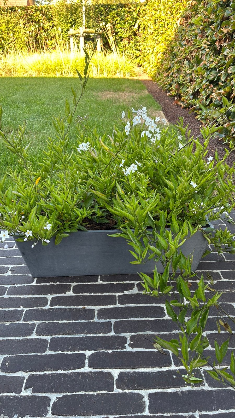 Boîtes à fleurs, Jardin & Terrasse, Enlèvement