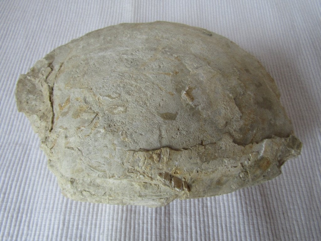 Superbe bivalve fossile du Mésozoïque (Jurasique), Collections, Enlèvement ou Envoi, Fossile