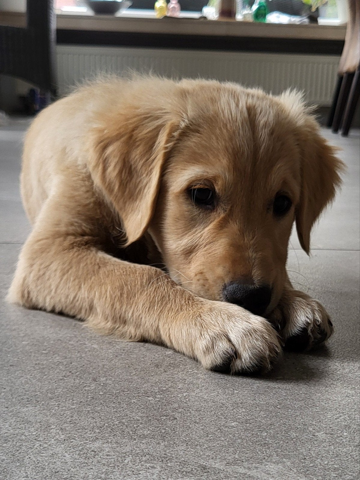 prachtige Golden Retriever puppy's, Golden retriever, België, Particulier, CDV (hondenziekte)