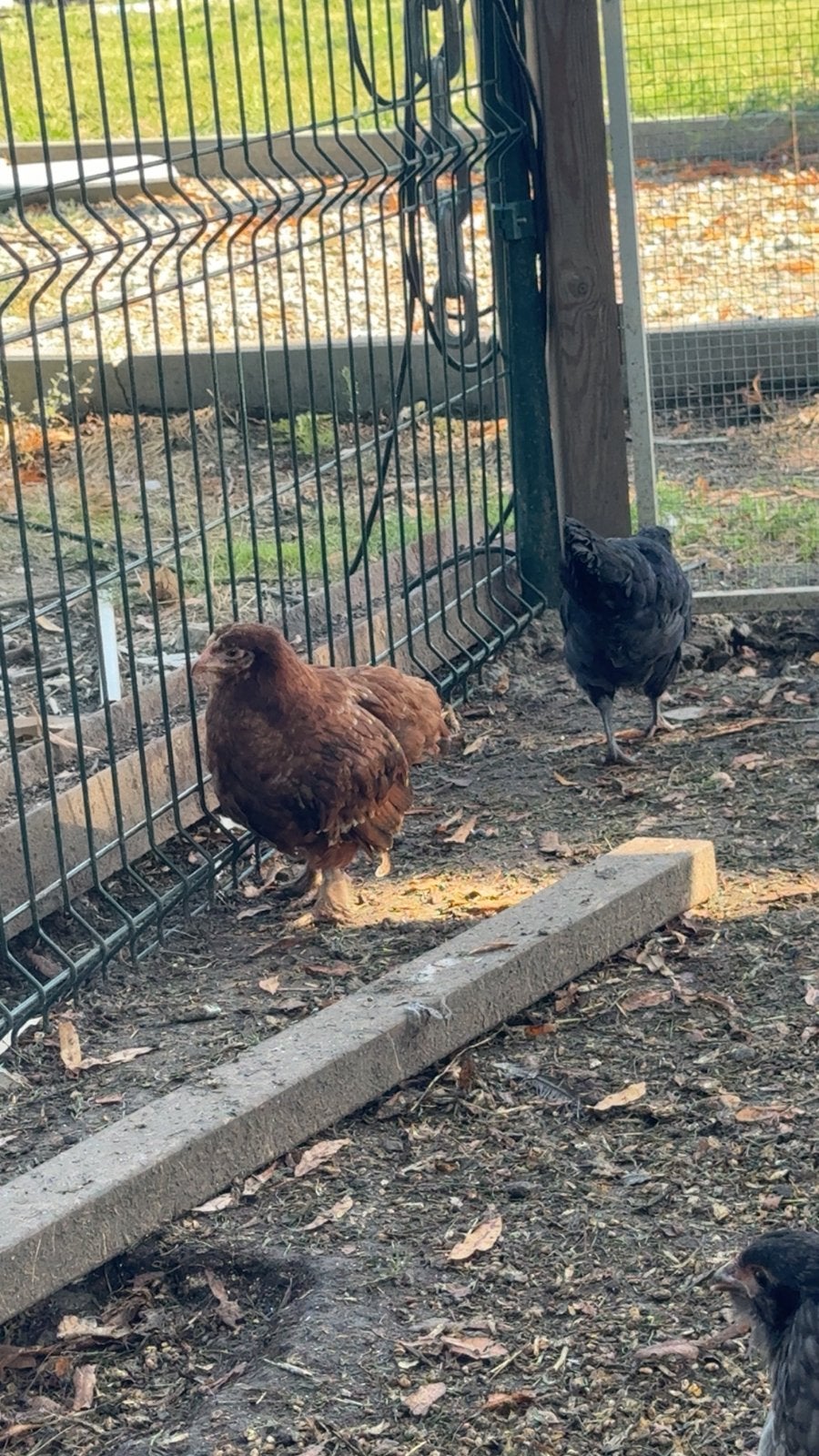20 kippen te koop — 4 maanden oud., Dieren en Toebehoren, Meerdere dieren, Kip