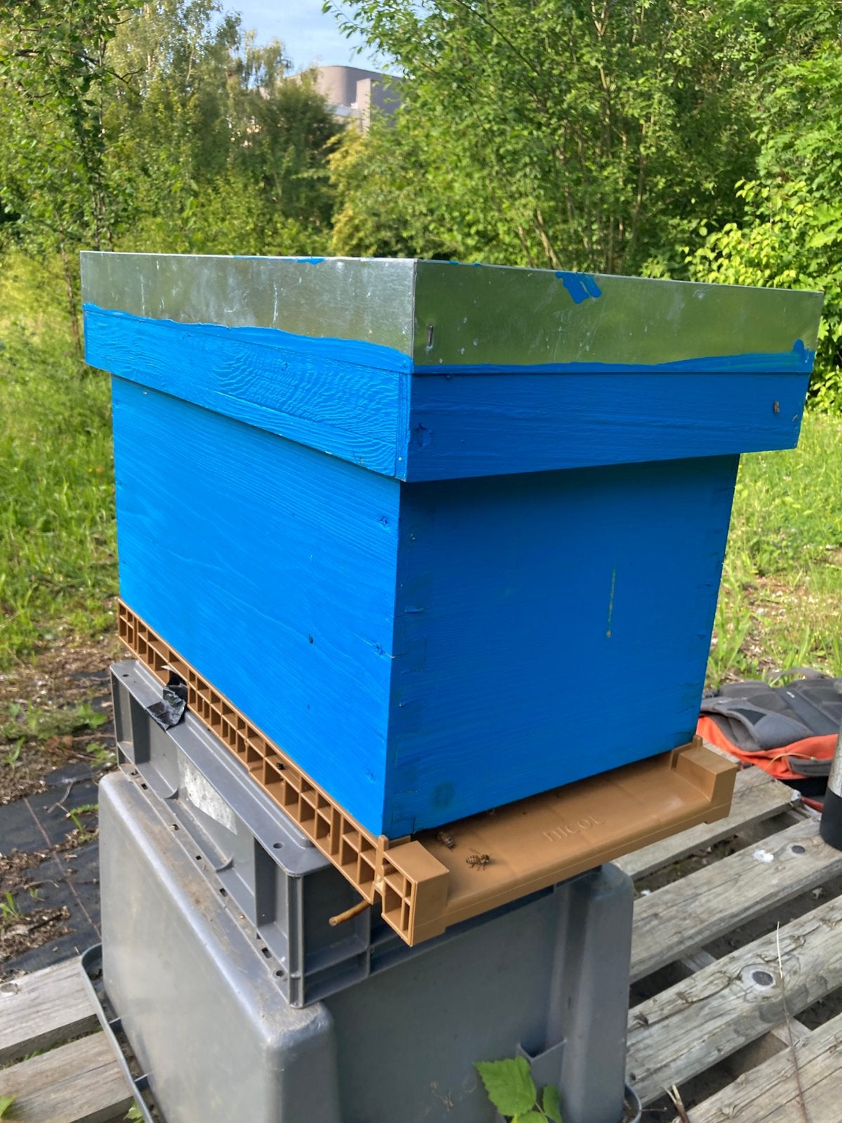 Essaim d’abeilles douces et peu essaimeuses, Enlèvement, Été