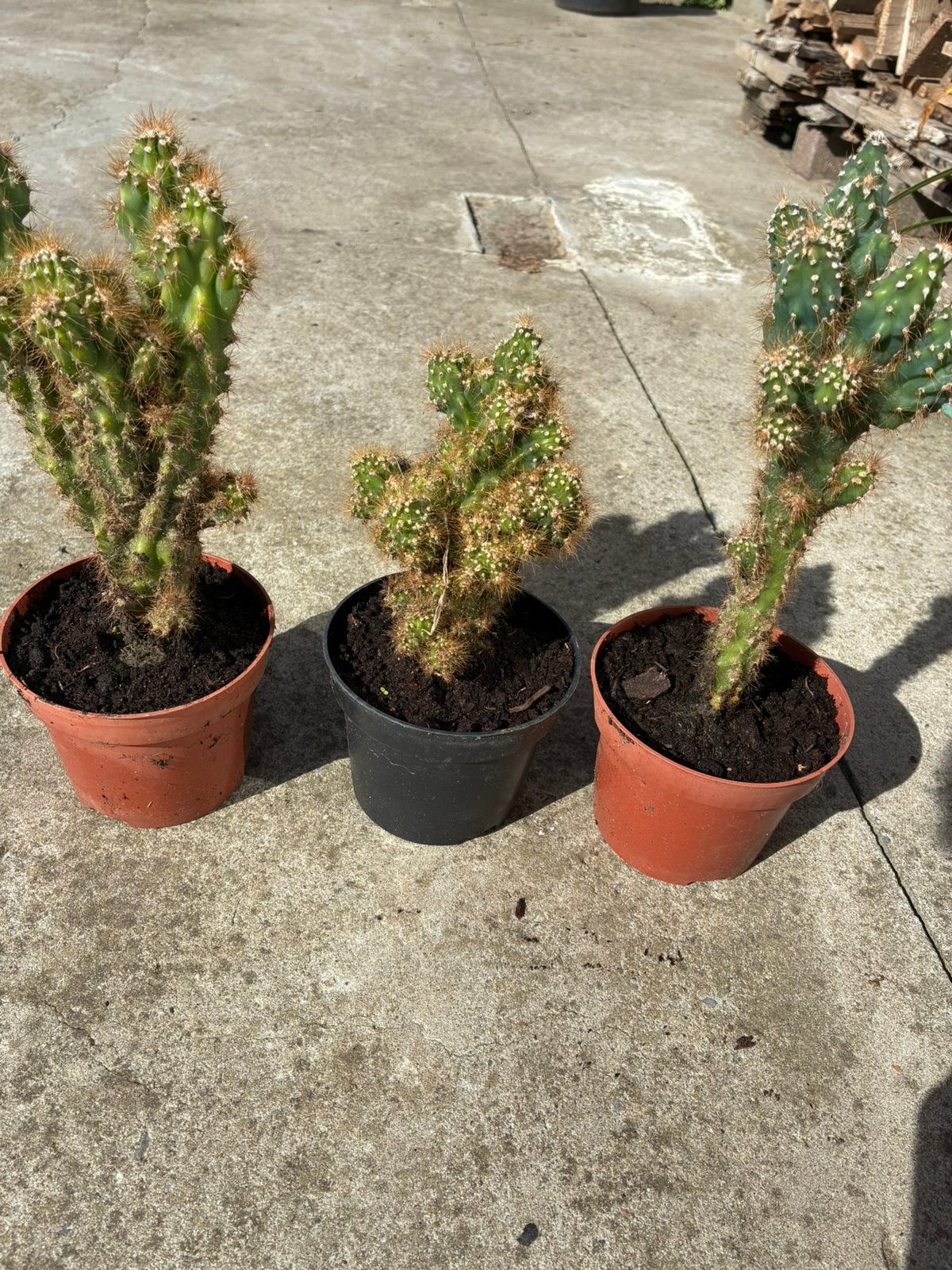 Cactussen, Ophalen