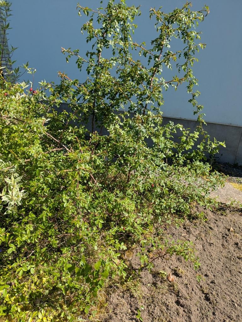 Rozenstruik hondsroos, Ophalen