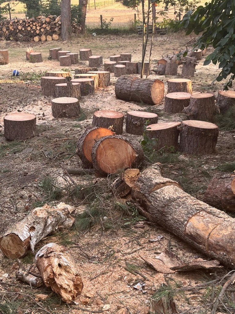 Brandhout van zeeden.  (Gratis), Enlèvement, Autres essences de bois, Bûches