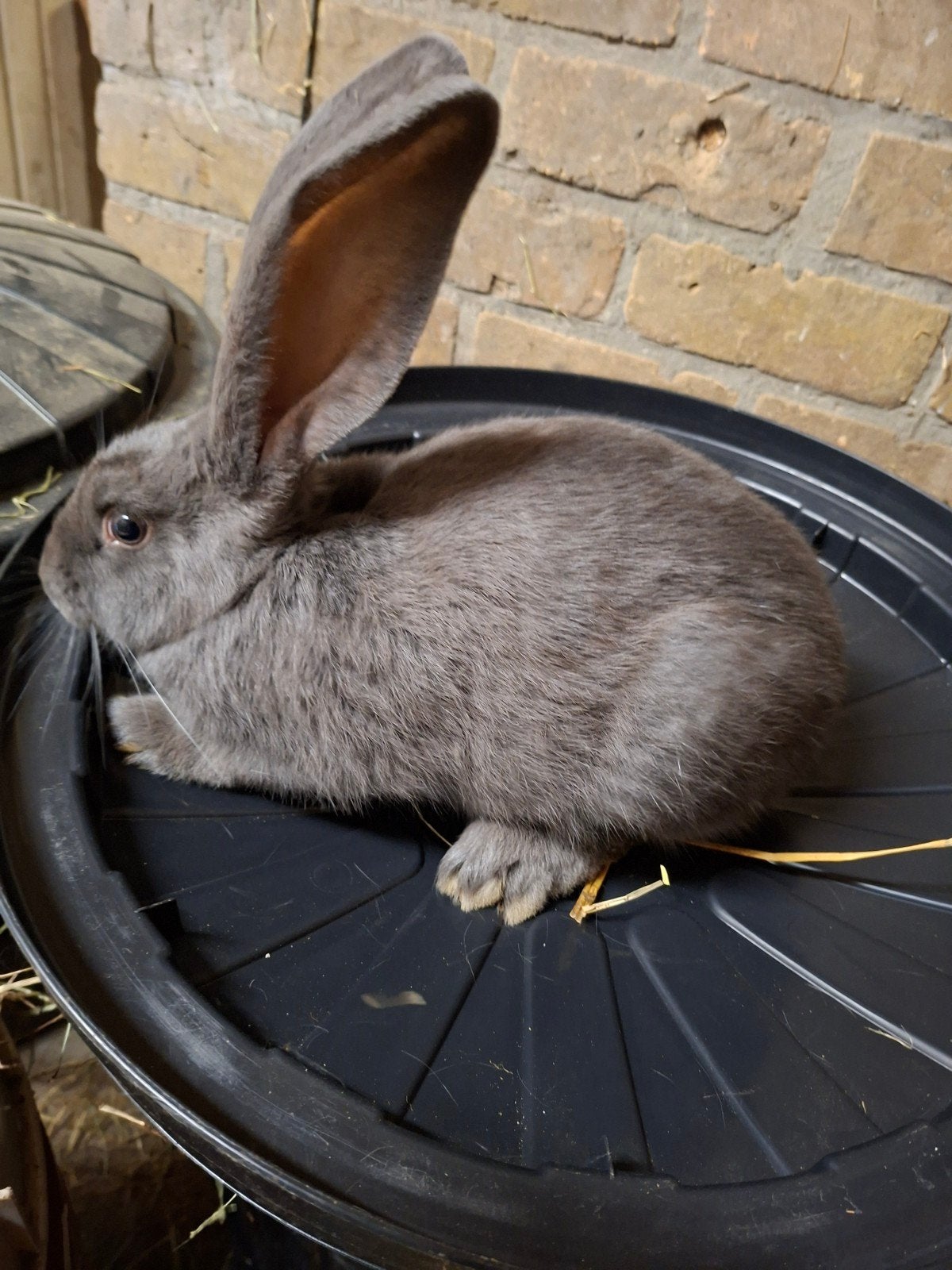 Lotharinger blauw, Dieren en Toebehoren, Konijnen, Mannelijk, Groot, 0 tot 2 jaar