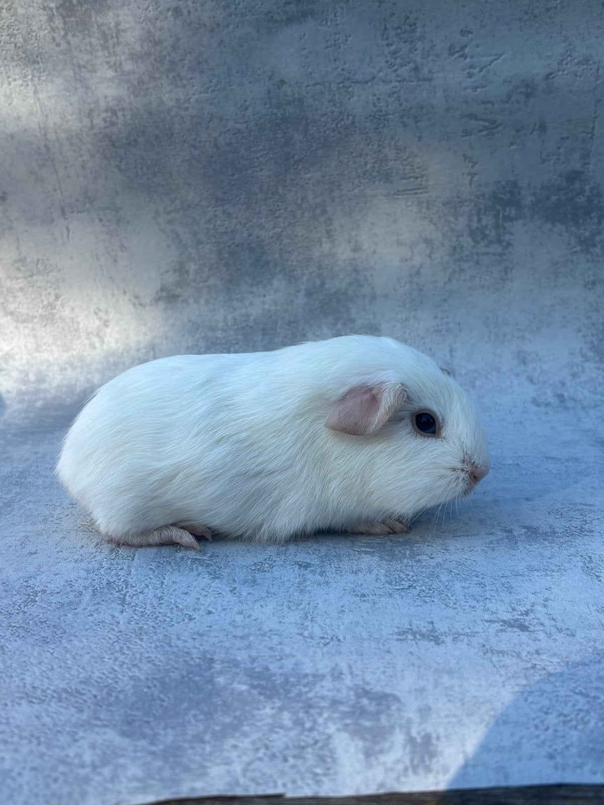 Cavia wit donkeroog mannentje, April, Mannelijk, Cavia