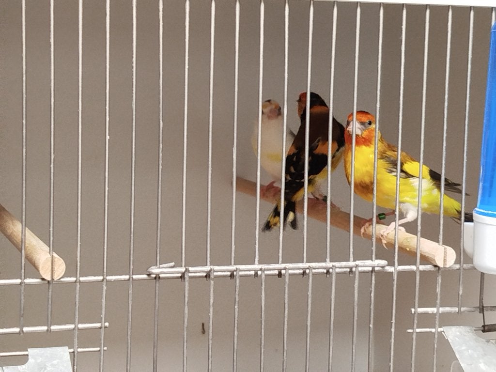 Distelvinken, Dieren en Toebehoren