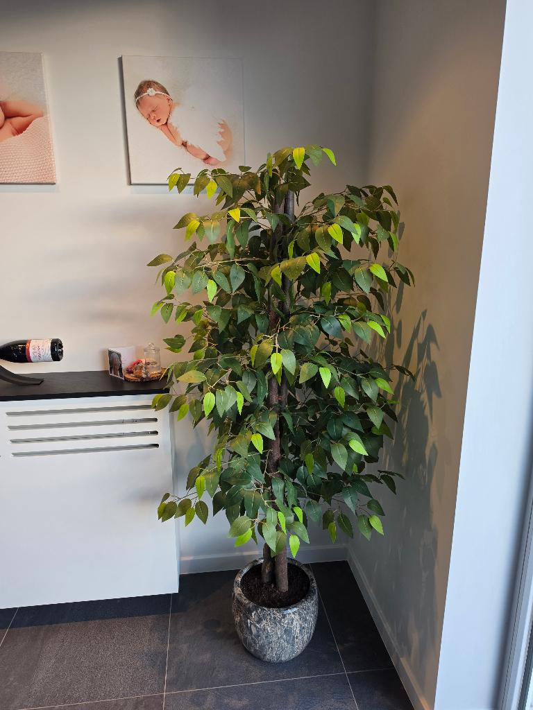 Kunstplant Ficus met echte houten stam handgemaakt, Binnen, Groen, Kunstplant, Nieuw