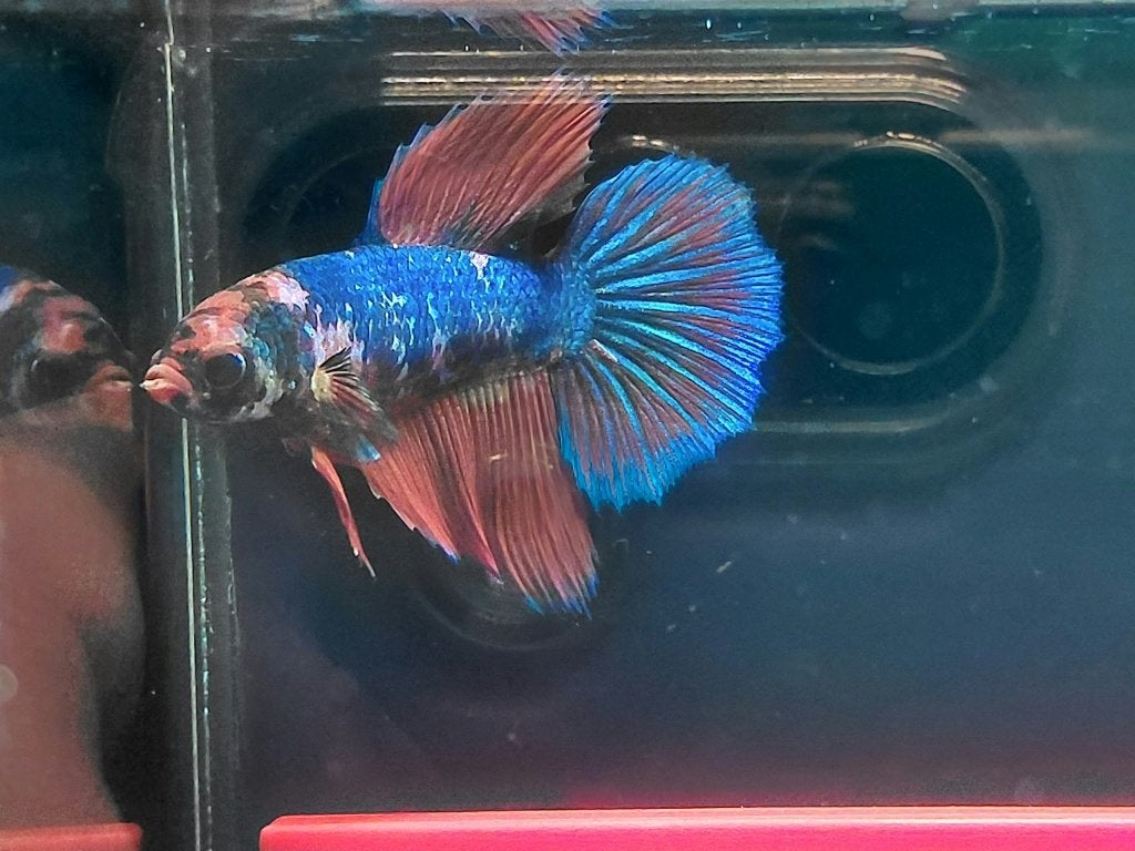 betta delta man, Dieren en Toebehoren, Vissen | Aquariumvissen, Vis