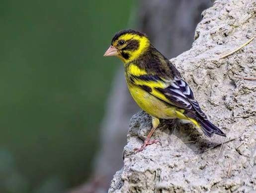 nieuwe vogels, Meerdere dieren, Wildzangvogel, Tam
