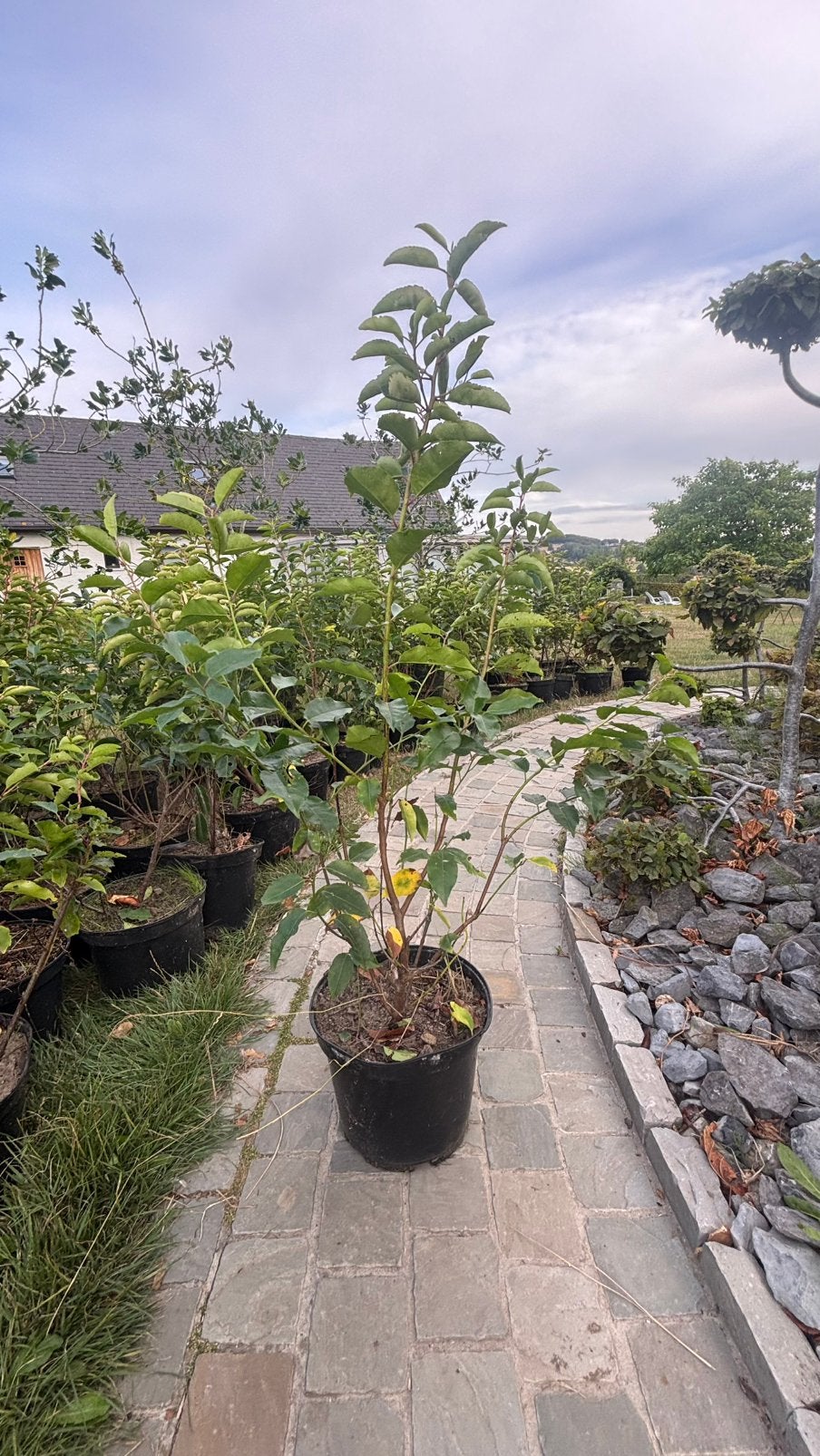 Prunus lusitanica 60-80, 6,5 euro per stuk, Ophalen