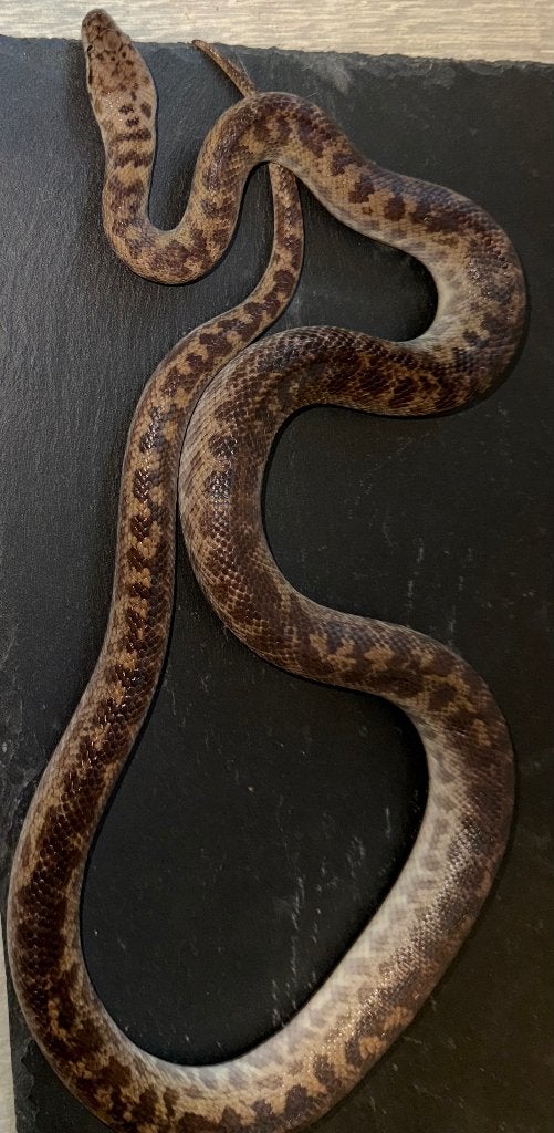 1.0 Atarasia maculosa, Serpent, Avec terrarium, 3 à 6 ans