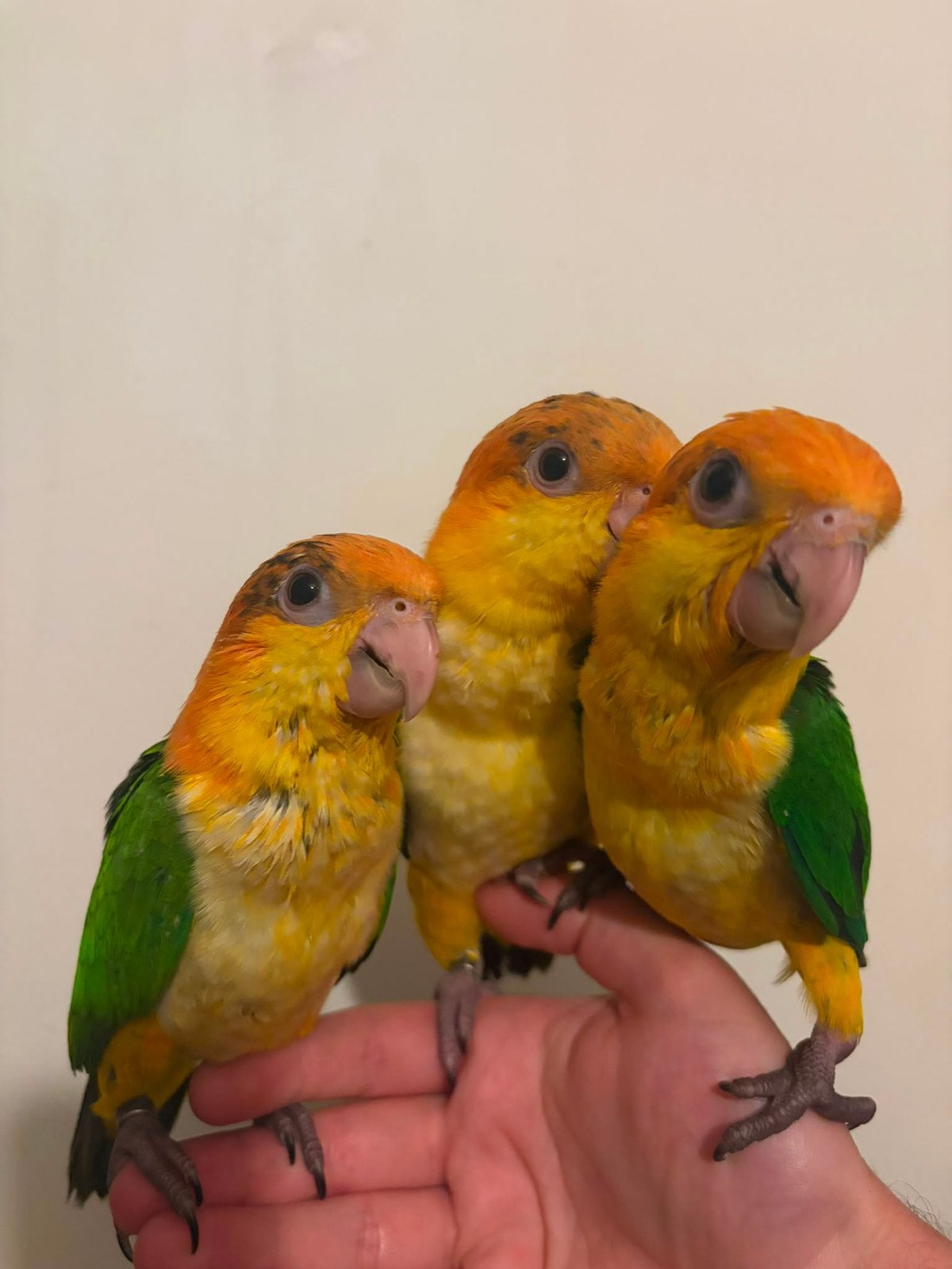 Supertam jonge roestkopcaique’s 2026, Papegaai, Tam
