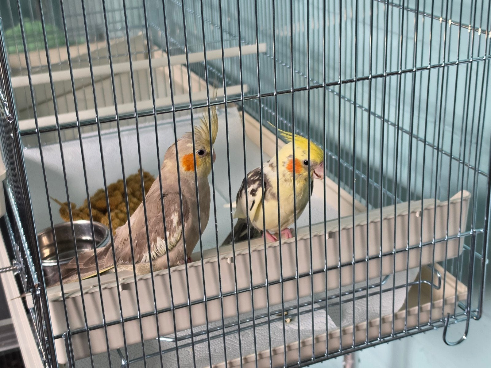 Deux poupées apprivoisées en calopsitte, fourrure de cannell, Femelle, Perruche, Domestique