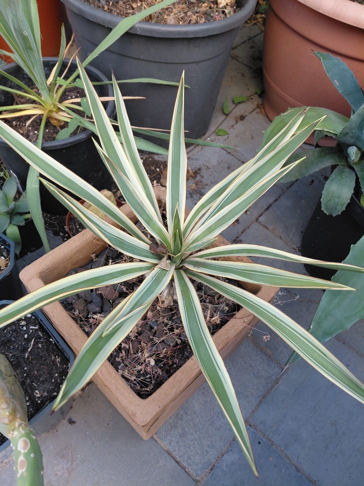 Yucca Gloriosa Variagata, Tuin en Terras, Planten | Tuinplanten, Ophalen