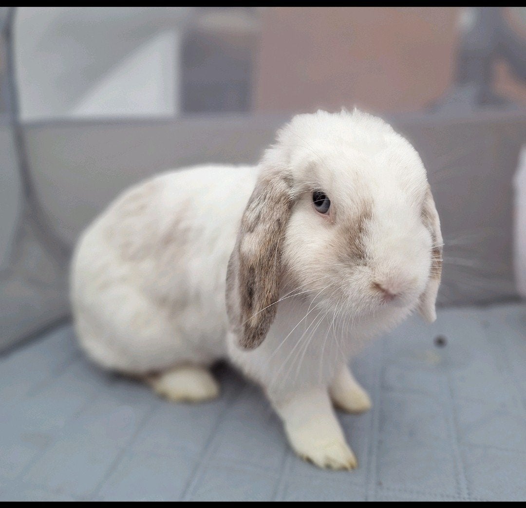 minilop voedster, Dieren en Toebehoren, Konijnen, Vrouwelijk, Klein, Hangoor, 3 tot 5 jaar