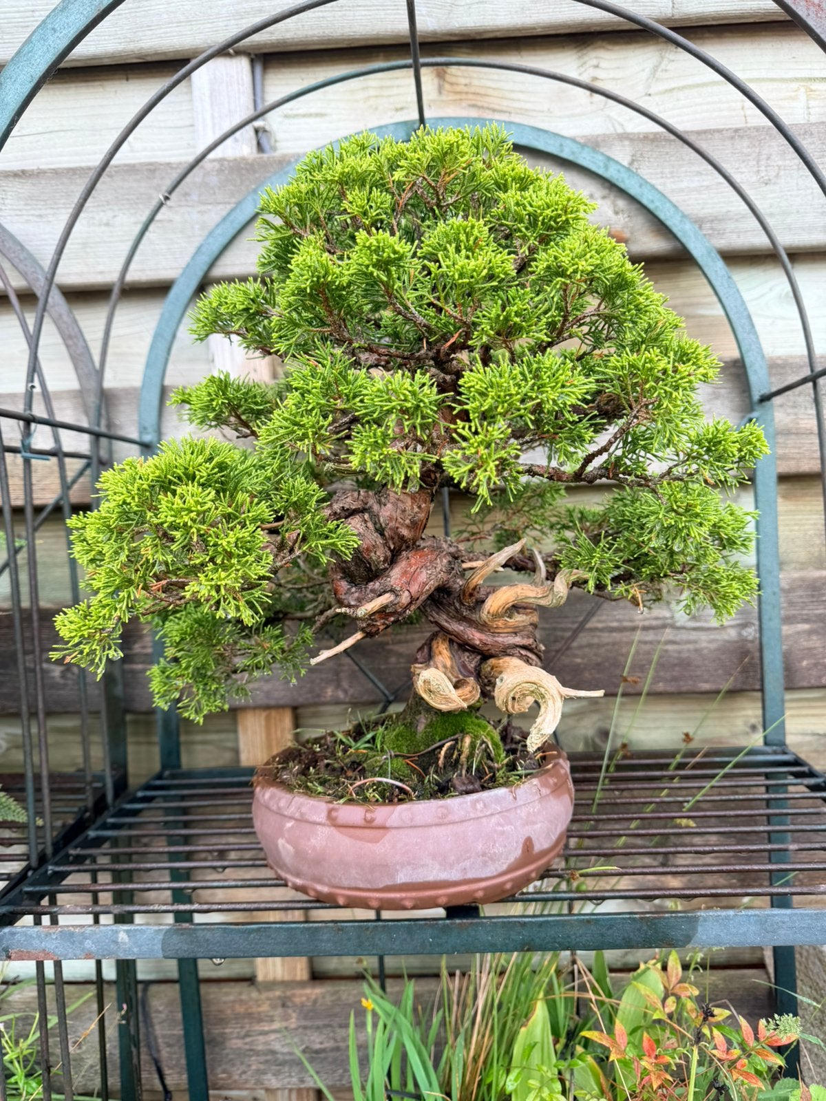 Bonsai juniperus, Tuin en Terras, Ophalen