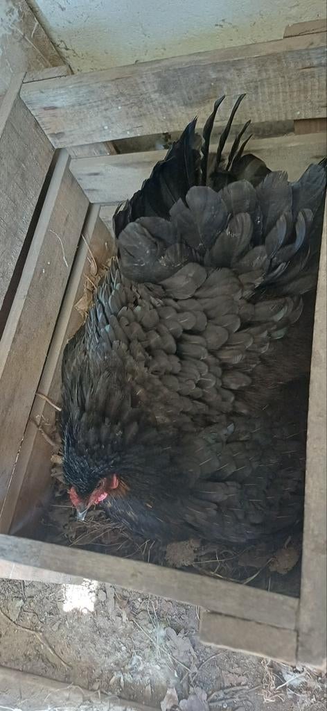 Poule en phase de couvaison