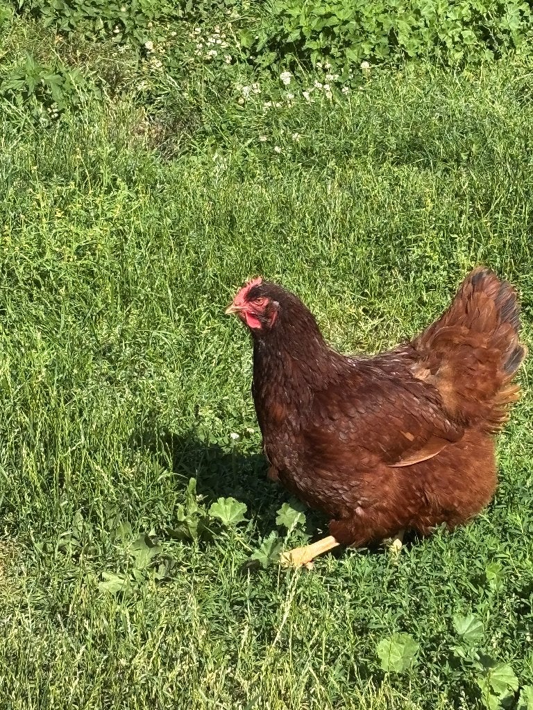 3 Hennen Rhode Island Red 2 jaar, Vrouwelijk, Kip
