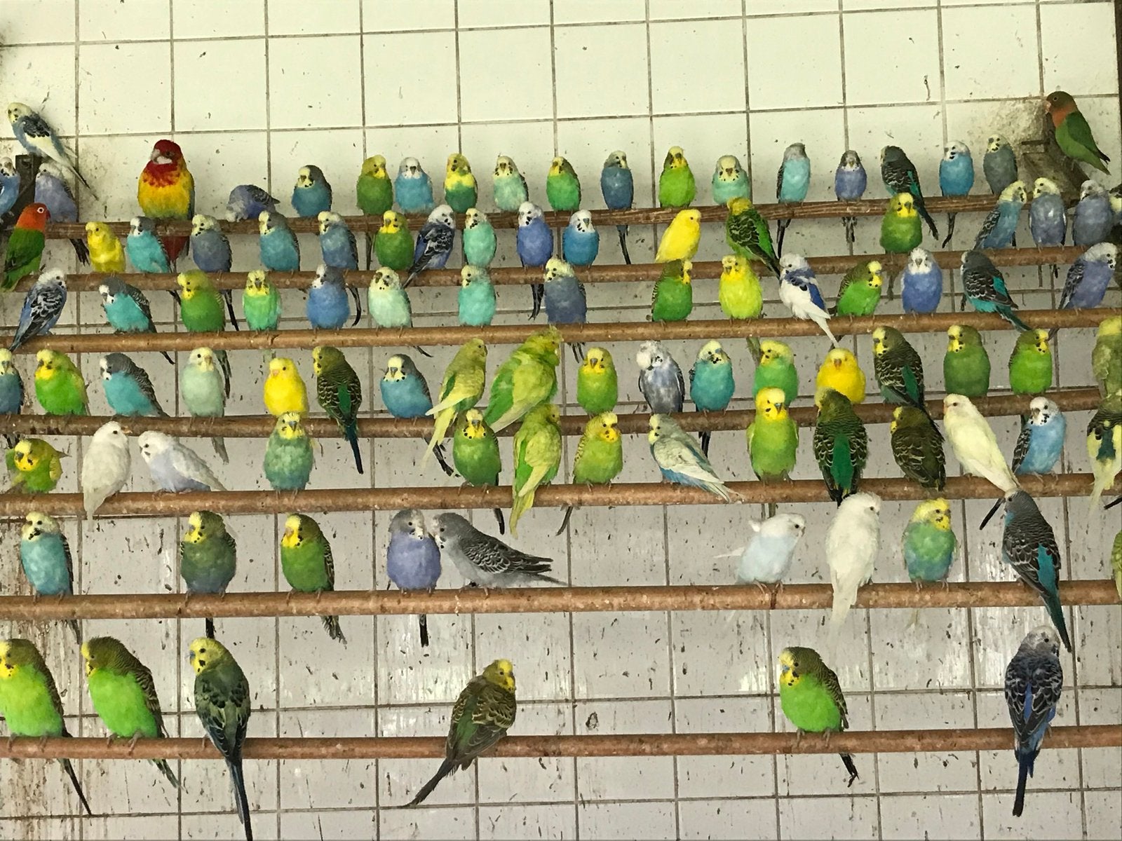 Grasparkieten, Dieren en Toebehoren