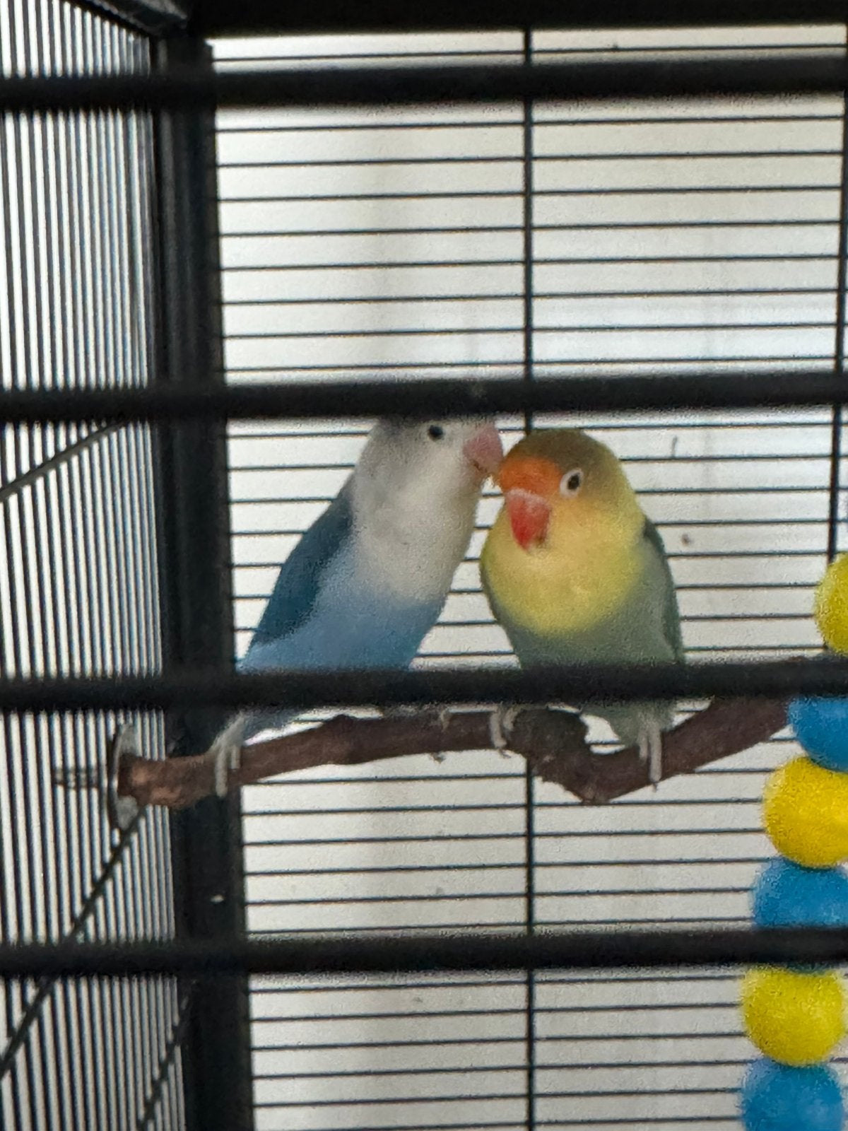 Fisher inseparable couple