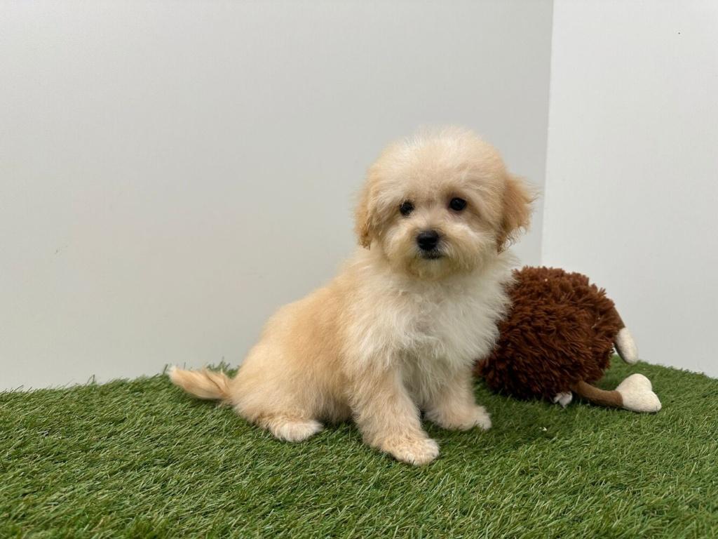 Maltipoo pup, België, 8 tot 15 weken, Parvo, Meerdere