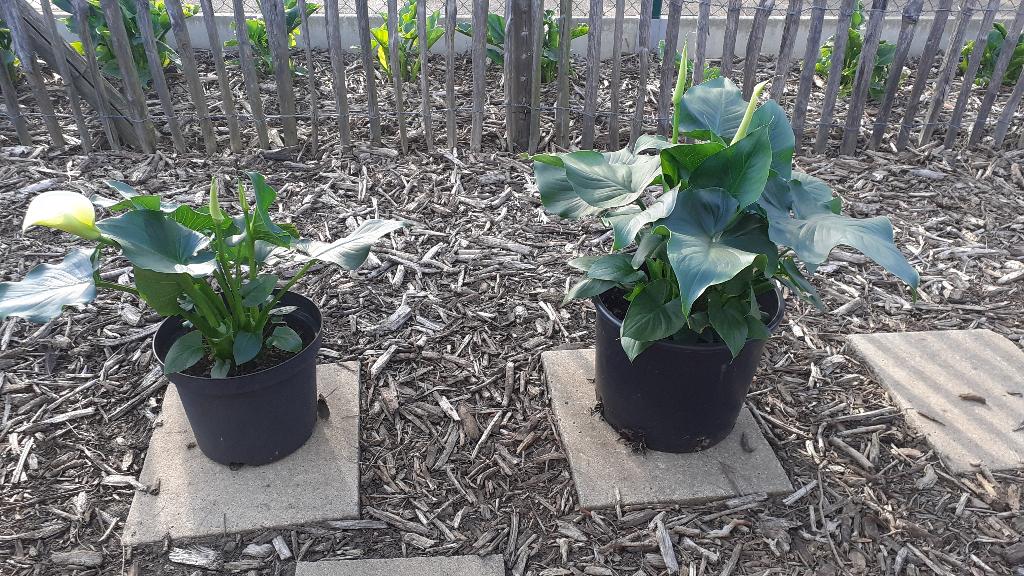 Aronskelk wit, Tuin en Terras, Ophalen
