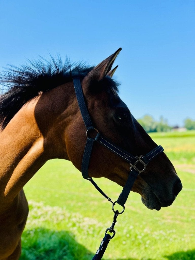 15-jarige merrie zoekt een liefdevolle thuis, Dieren en Toebehoren, Merrie, Zadelmak, 160 tot 165 cm, 11 jaar of ouder