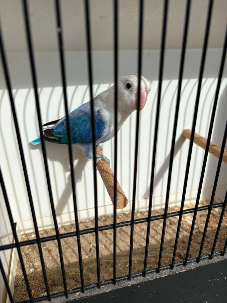 fischeri 2026, Geslacht onbekend, Dwergpapegaai of Agapornis, Geringd