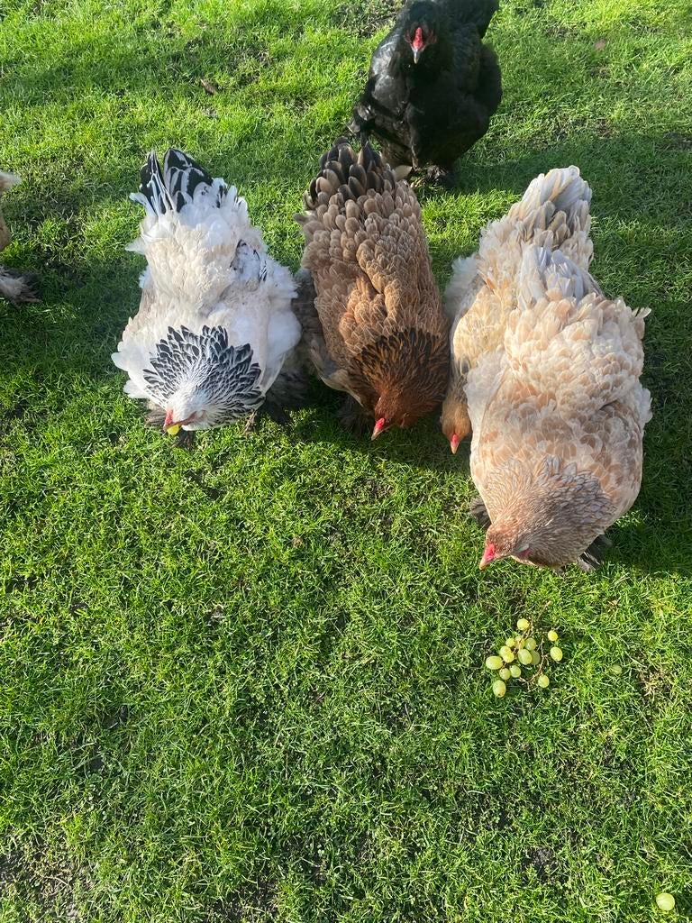 Brahma broedeieren mix, Meerdere dieren, Kip
