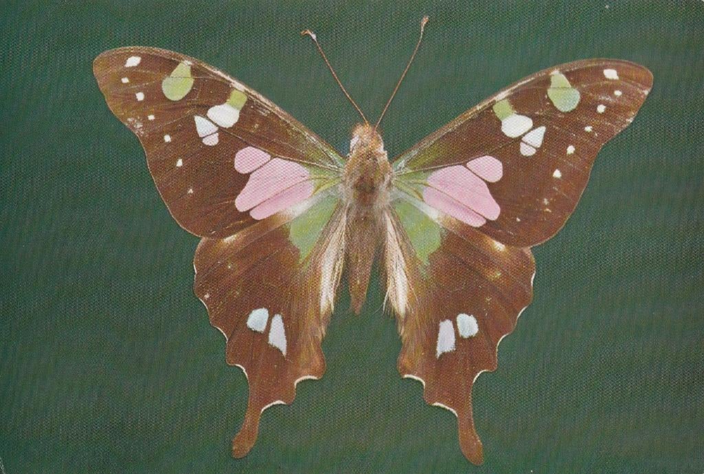 PAARSGEVLEKTE  KONINGINNEPAGE  ( Nieuw-Guinea ), Verzamelen, Postkaarten | Dieren, Verzenden, Ongelopen, Overige soorten