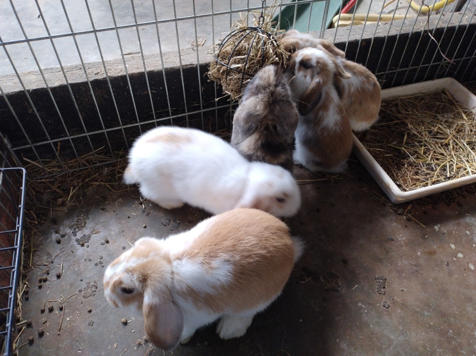 Hangoortjes, minilop, voedsters, Petit, Oreilles tombantes, 0 à 2 ans