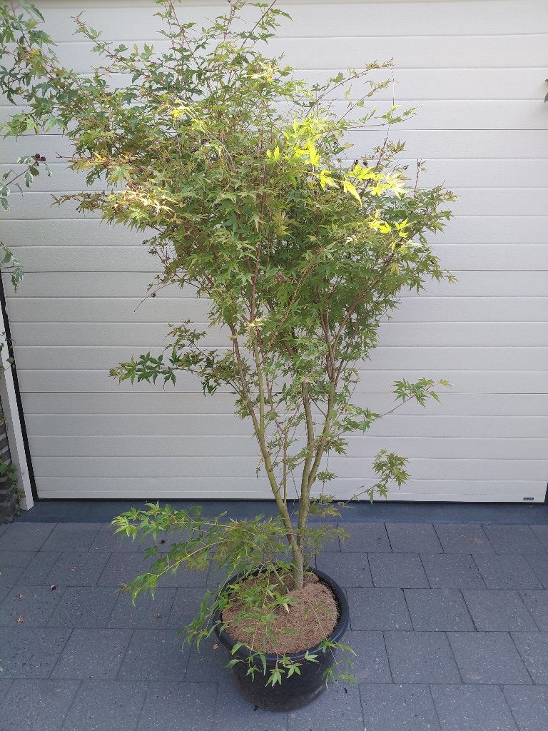 Acer Sango Kaku, Tuin en Terras, Ophalen, Herfst, Halfschaduw