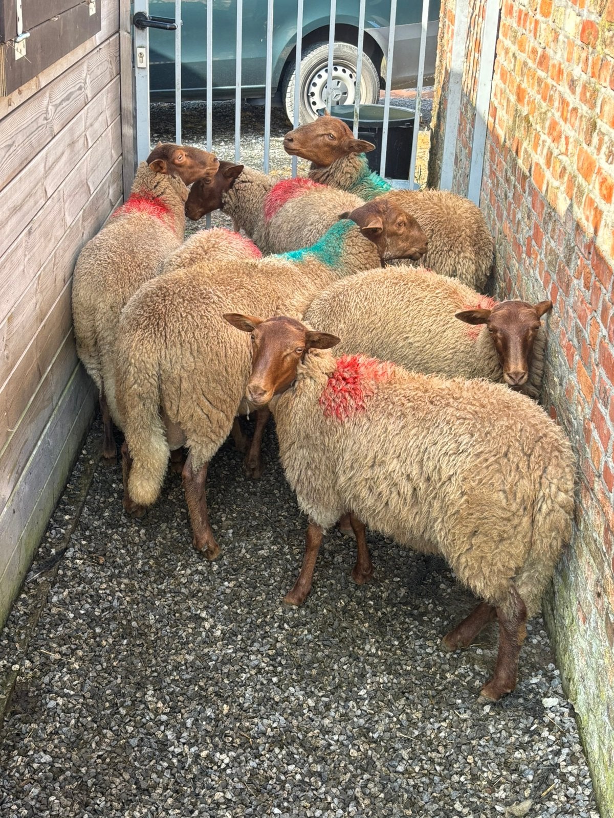 Ardense voskop ooilammeren, Femelle, Mouton, 0 à 2 ans