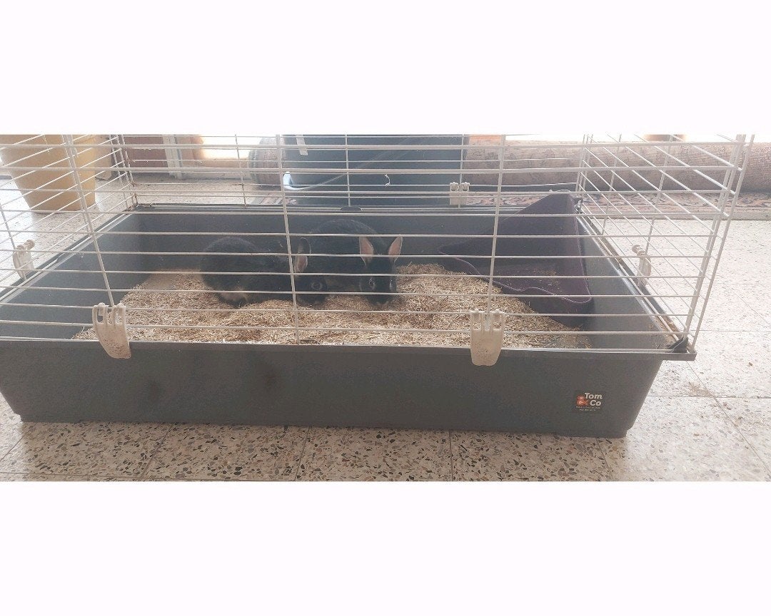 binnenhok voor konijnen, Dieren en Toebehoren, Zo goed als nieuw, Konijn, Hok, 75 tot 110 cm