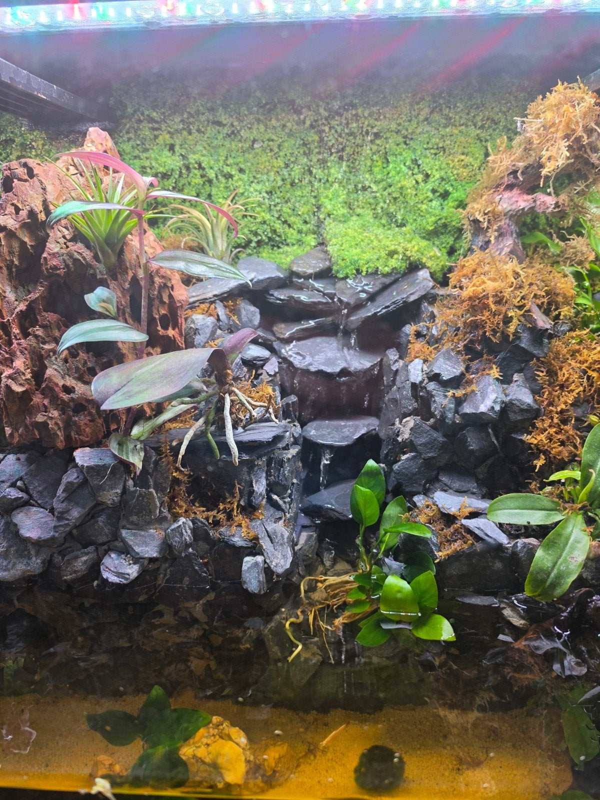 paludarium, Ophalen, Juwel