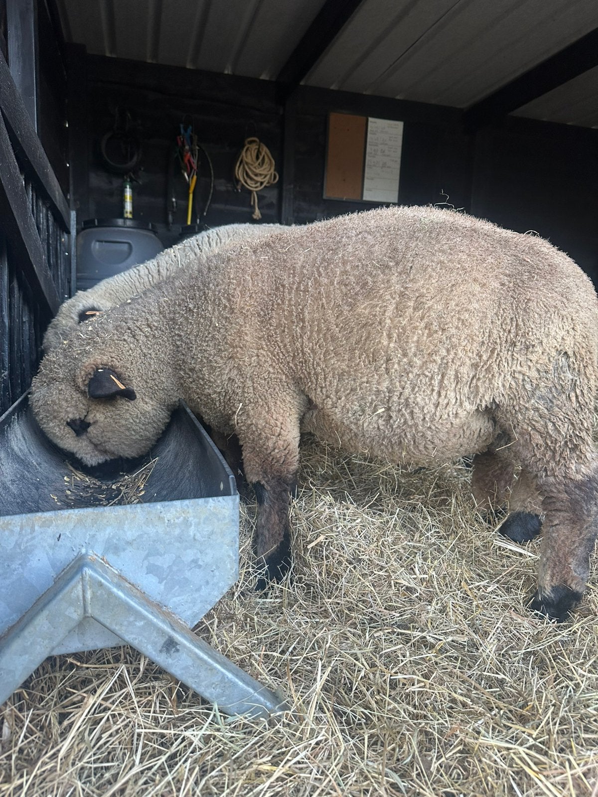 Hampshire down TE KOOP, Dieren en Toebehoren, Schapen, Geiten en Varkens