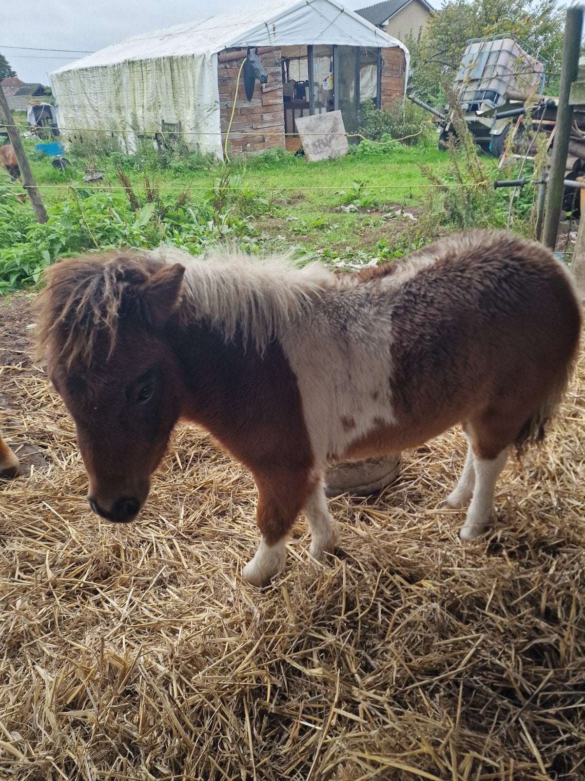 twee lieve veulens hengst en merrie, Dieren en Toebehoren