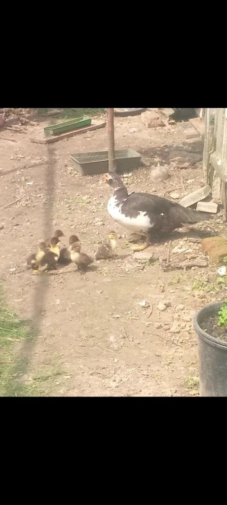 Eend met kuikentjes, Meerdere dieren, Eend