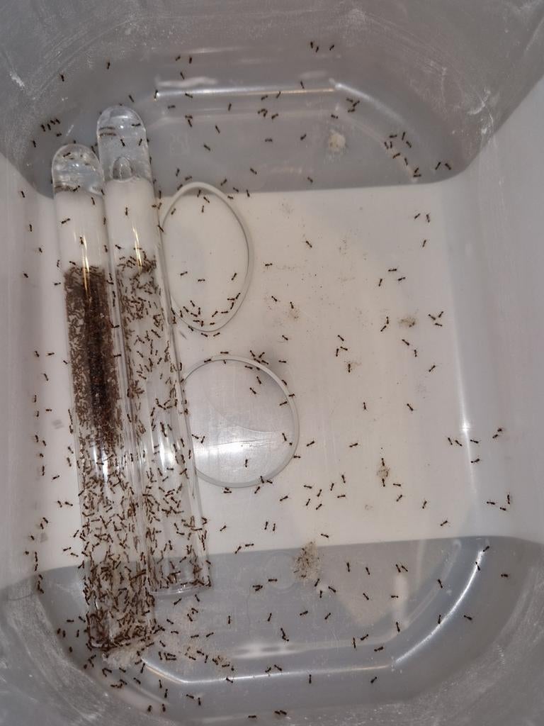 Tetramorium semilaeve 1a 1600+w | fourmis, colonie de fourmi, Fourmis