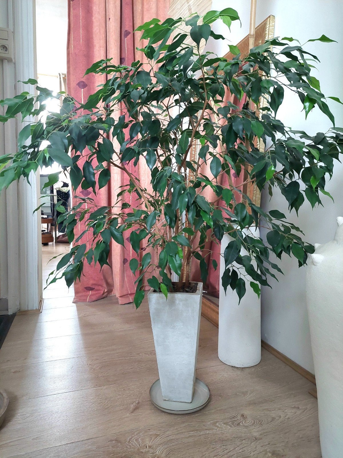 Ficus en pot / 1m, Enlèvement, Intérieur