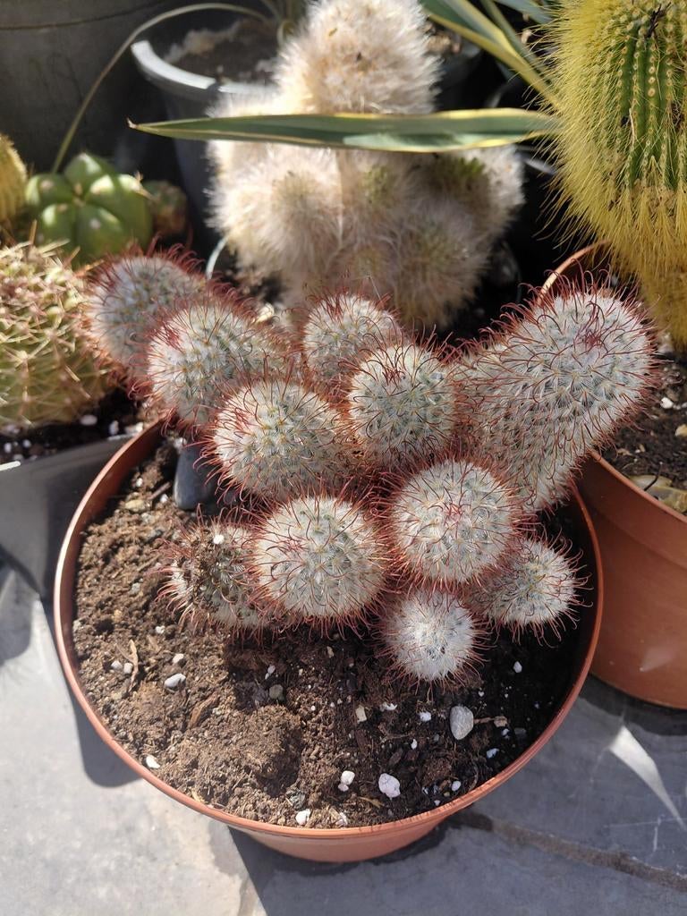 Cactus, Tuin en Terras, Ophalen