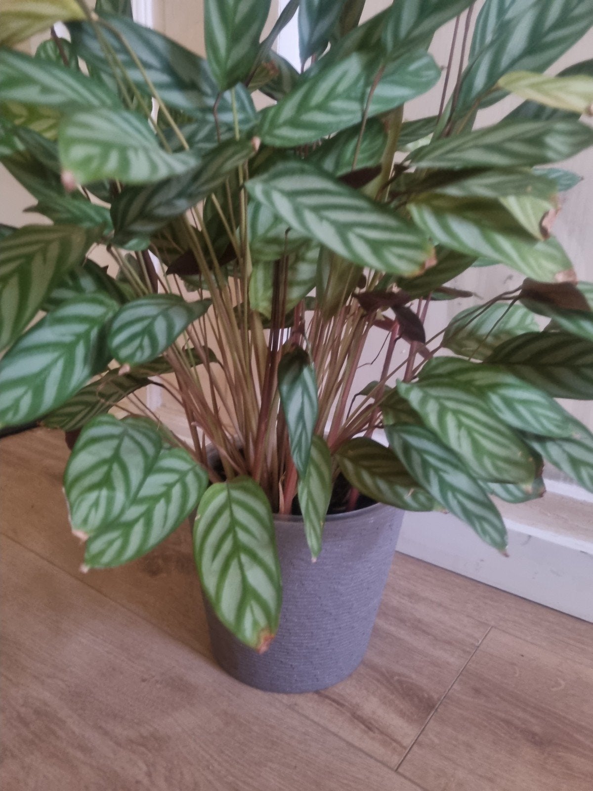 mooie plant, Ophalen of Verzenden, Grijs