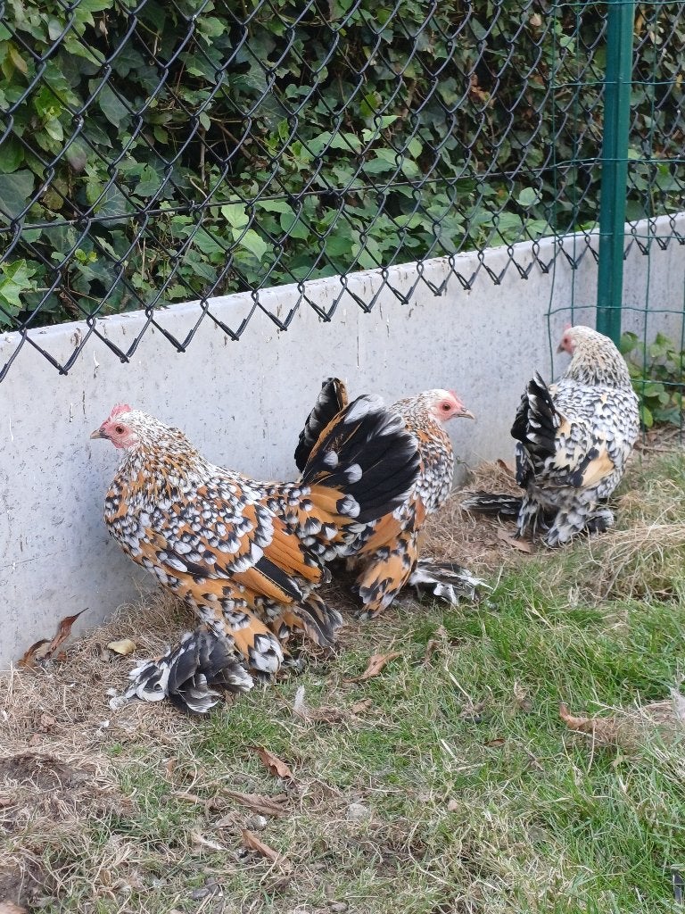 Nederlandse sabelpootkriel, Dieren en Toebehoren, Pluimvee, Vrouwelijk, Kip