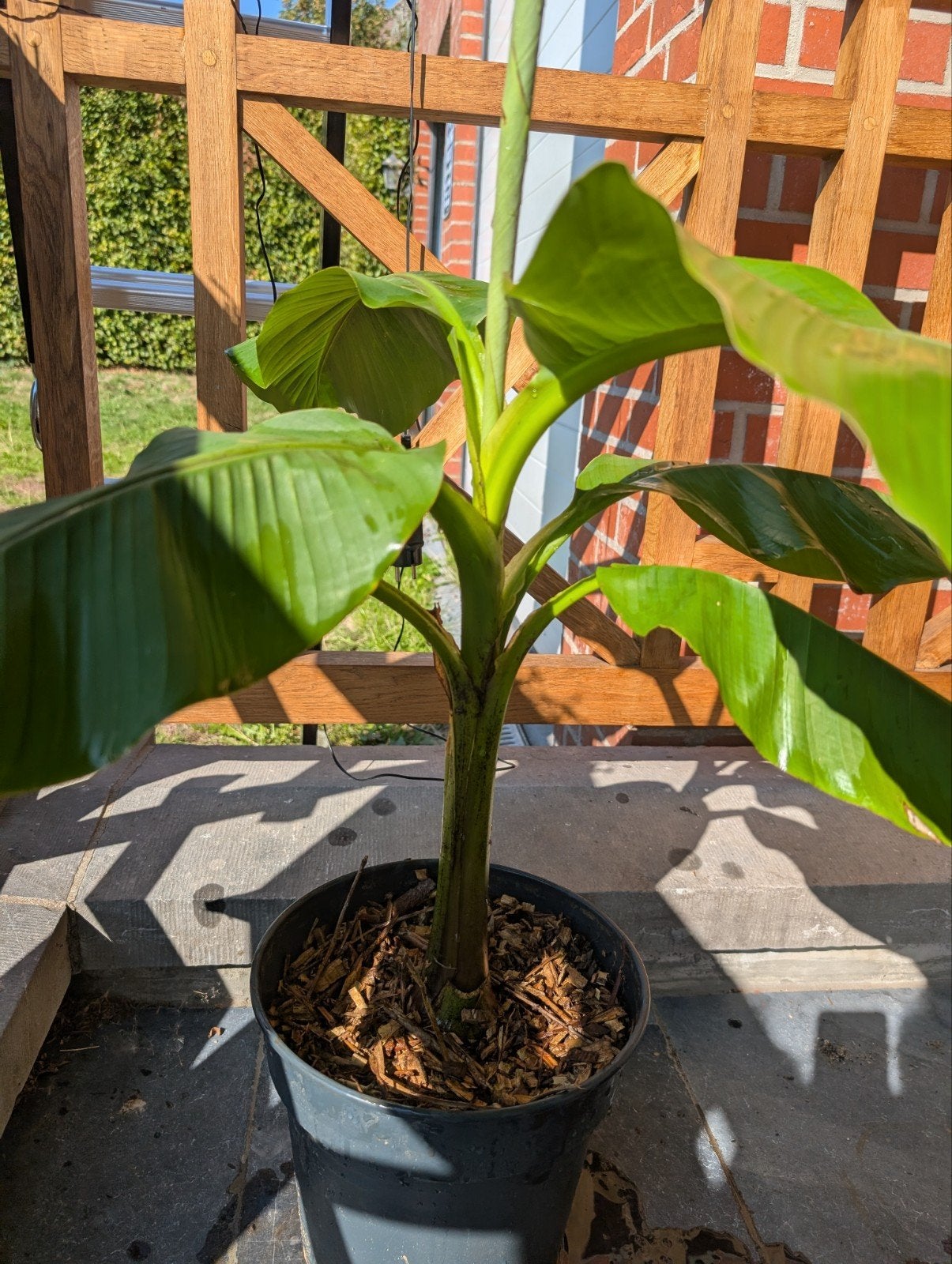 banaan plant Musa basjoo, Ophalen, Zomer, Halfschaduw