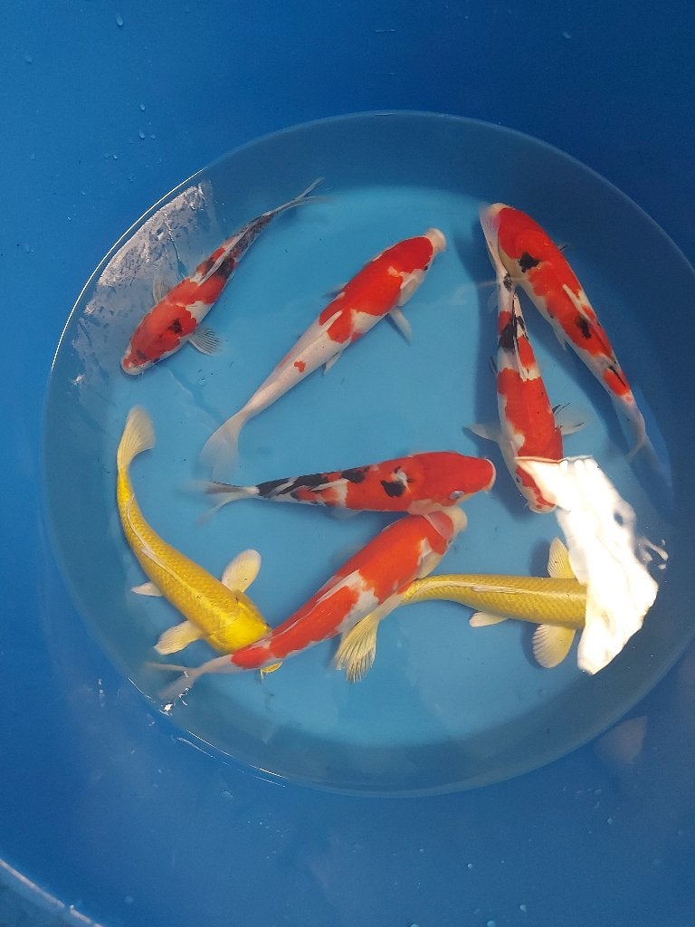 15 koi, Dieren en Toebehoren, Vissen | Vijvervissen