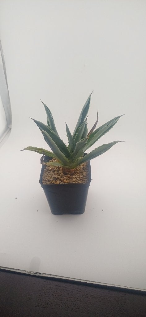 Agave potatorum 'Cubic', Vetplant, Ophalen of Verzenden, Minder dan 100 cm, Volle zon