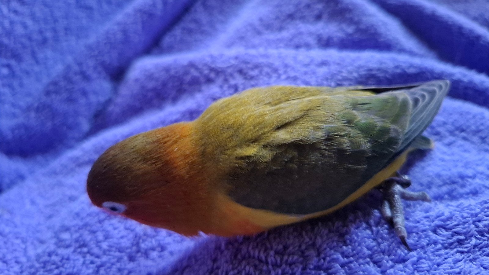 jonge agaporniden fisheri van 2026 zoeken goede thuis, Dieren en Toebehoren, Vogels | Parkieten en Papegaaien, Meerdere dieren